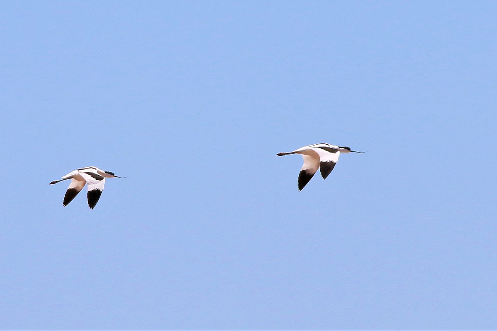 Pied Avocet